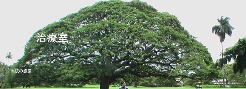 モンキーポッド