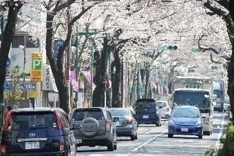 大泉学園桜並木
